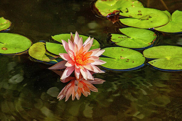 Lily Poster featuring the photograph Pink Water Lily by Bill Barber