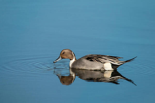 Pintail Poster featuring the photograph Pintail Reflections by Kristia Adams