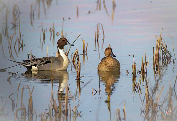 Pintailduck Poster featuring the photograph Pintails by Pam Rendall