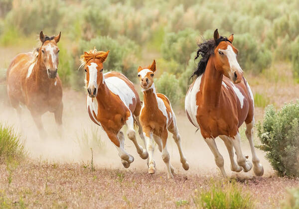 Nevada Poster featuring the photograph Pintos on the Run by Marc Crumpler