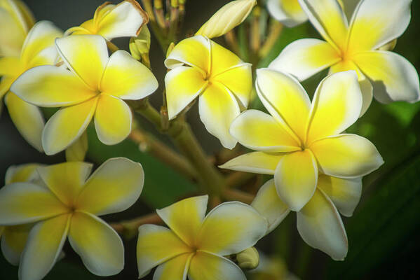 Hawaii Poster featuring the photograph Plumeria Flower by Bill Cubitt