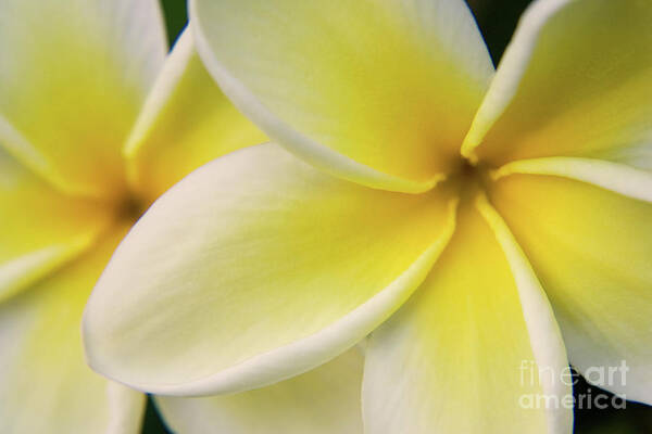Nature Poster featuring the photograph Plumeria Flowers by Julia Hiebaum