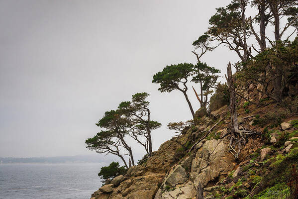  Point Lobos Poster featuring the photograph Point Lobos III Color by David Gordon
