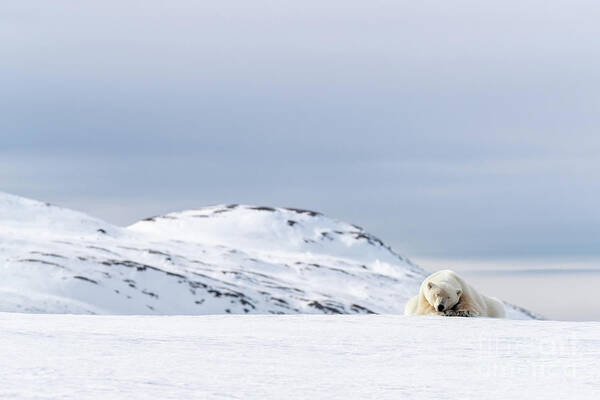 Polar Poster featuring the photograph Polar bear resting on the snow in Svalbard by Jane Rix