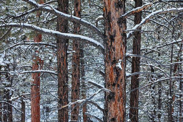 Ponderosa Poster featuring the photograph Ponderosa Forest Close-up by Denise Bush