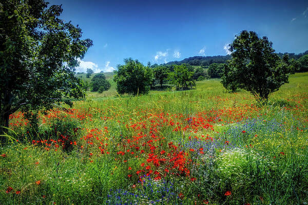 Summer Poppy Meadow Poster featuring the photograph Poppy meadow by Lilia S