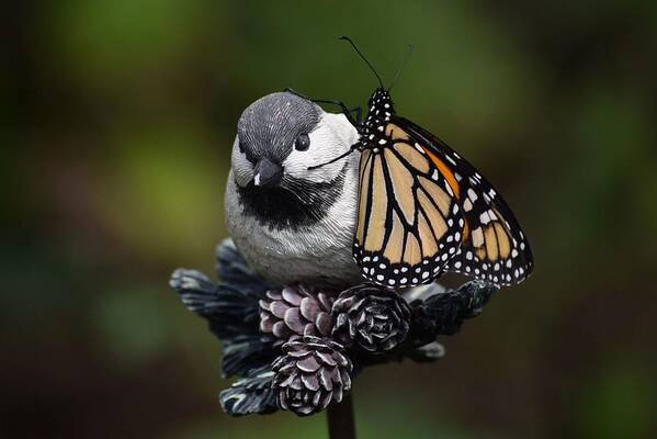 Butterfly Poster featuring the photograph Porcelain Perch by Victor Thomason