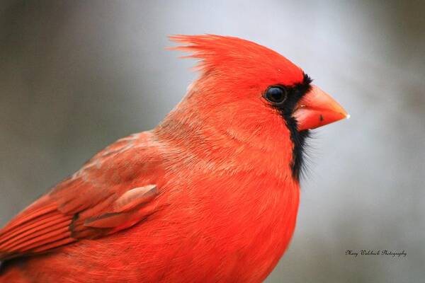 Birds Wildlife Nature Poster featuring the photograph Portrait of a Cardinal by Mary Walchuck
