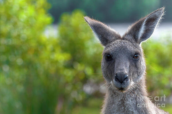 Kangaroo Poster featuring the photograph Portrait of a Wild Kangaroo by Daniel M Walsh