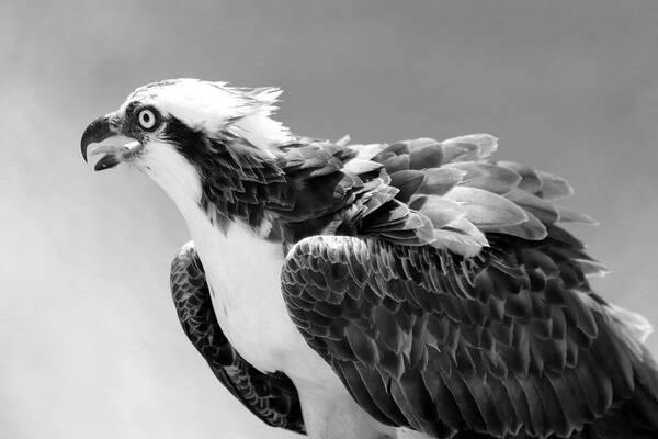 Osprey Poster featuring the photograph Portrait of an Osprey B W by David T Wilkinson