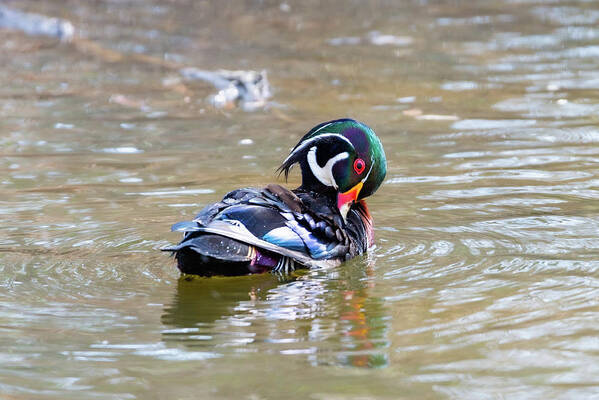 Wood Duck Poster featuring the photograph Preening Time by Aarthi Arunkumar