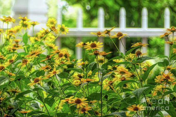 Prescott Park Poster featuring the digital art Prescott Park Black Eyed Susans by Amy Dundon