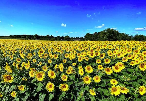 Landscape Poster featuring the photograph Pretty field of sunflowers by Monika Salvan