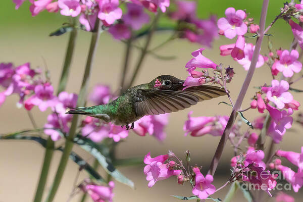 Hummingbird Poster featuring the photograph Pretty in Pink by Lisa Manifold
