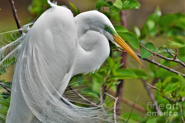 White Egret Poster featuring the photograph Pretty In White by Julie Adair