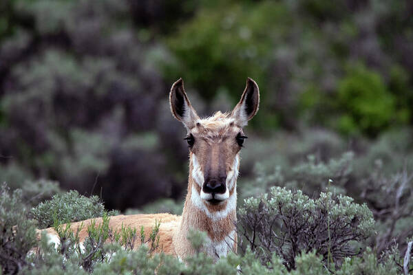 Pronghorn Antelope Looking On Poster featuring the photograph Pronghorn Antelope looking on by Carolyn Hall