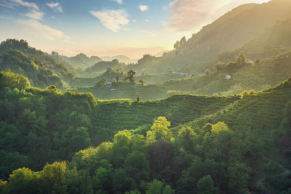 Prosecco Poster featuring the photograph Prosecco Hills hogback, vineyards at sunset. Unesco Site. Italy by Stefano Orazzini