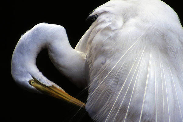 Egret Poster featuring the photograph Pruning Close Up #2 by Jerry Griffin