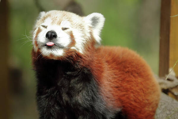 Red Panda Poster featuring the photograph Psssstttt by Lens Art Photography By Larry Trager