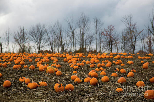 Nepa Poster featuring the photograph Pumpkin Patch by Erin Marie Davis