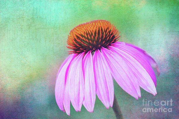 Purple Coneflower Echinacea Poster featuring the photograph Purple Coneflower with a touch of Grunge by Anita Pollak