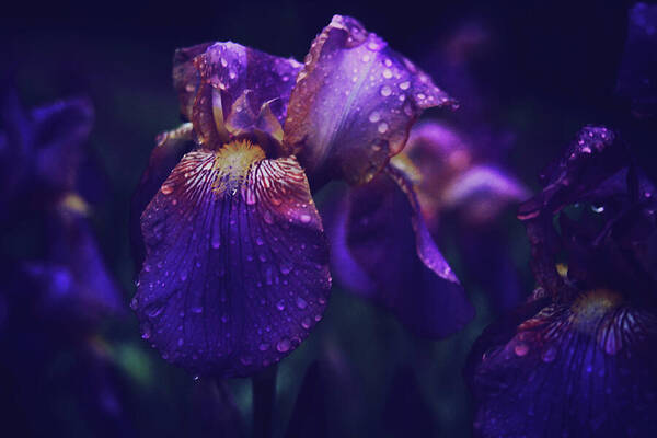 Iris Poster featuring the photograph Purple Iris in the Rain by Toni Hopper