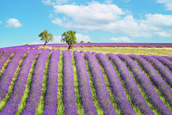 Provence Poster featuring the photograph Purple Provence by Manjik Pictures