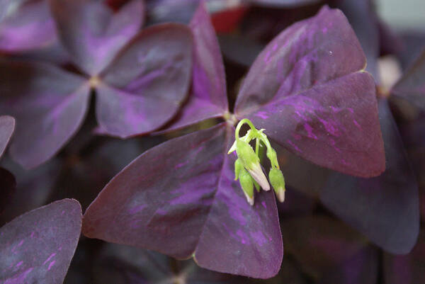  Poster featuring the photograph Purple Shamrock Buds by Heather E Harman