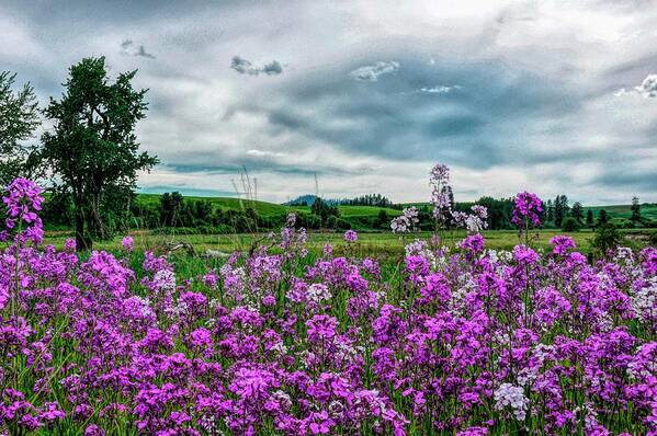 Landscape Poster featuring the photograph Purple With A Mood by Pamela Dunn-Parrish