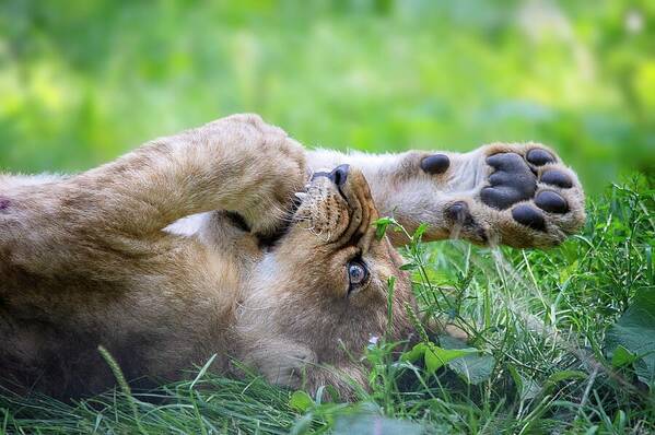 Lion Cub Poster featuring the photograph Putting Your Foot In It by Gareth Parkes