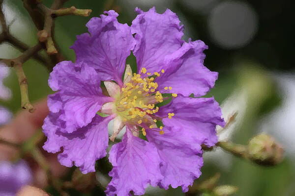 Deciduous Tree Poster featuring the photograph Queen's Crepe Myrtle Flower 2 by Mingming Jiang