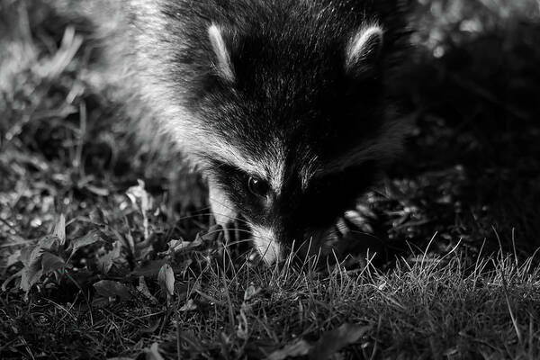 Racoon Poster featuring the photograph Racoon by Brook Burling