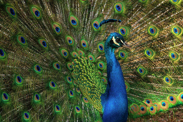 Greensboro Science Center Poster featuring the photograph Radiant Plumage by Melissa Southern