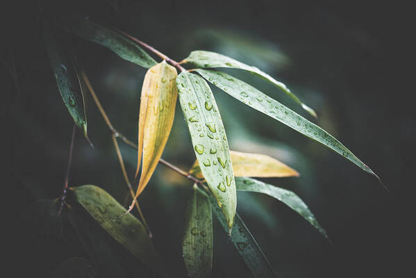 Leaves Poster featuring the photograph Rain and Bamboo by Philippe Sainte-Laudy