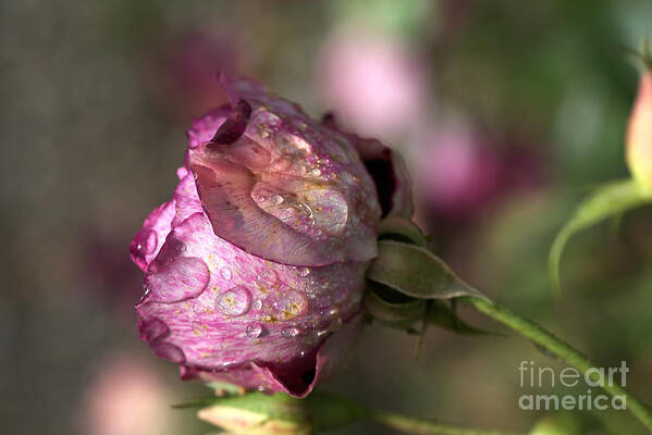 Flower Poster featuring the photograph Rain Drops On Rose by Joy Watson