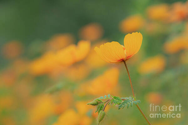 Arizona Poster featuring the photograph Rain Poppies by Maresa Pryor-Luzier