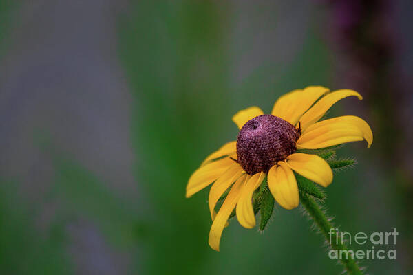 Flower Poster featuring the photograph Reaching for the Sun by JCV Freelance Photography LLC