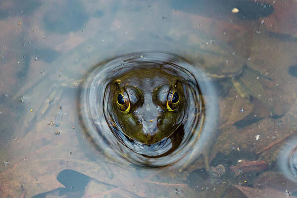 Frog Poster featuring the photograph Ready to Leap by Denise Kopko