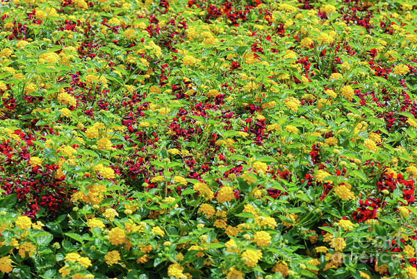 British Columbia Poster featuring the photograph Red and Yellow Garden Patch by Nancy Gleason