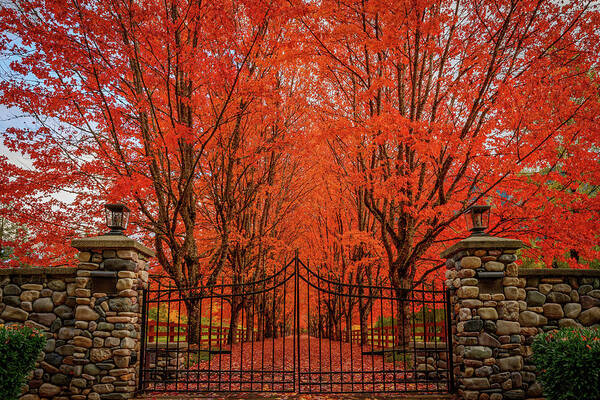 Fall Poster featuring the photograph Red Canopy by Dan Mihai