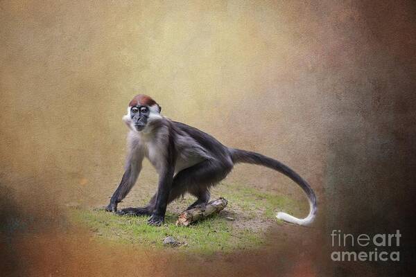 Collared Mangabey Poster featuring the photograph Red-Capped Mangabey by Eva Lechner
