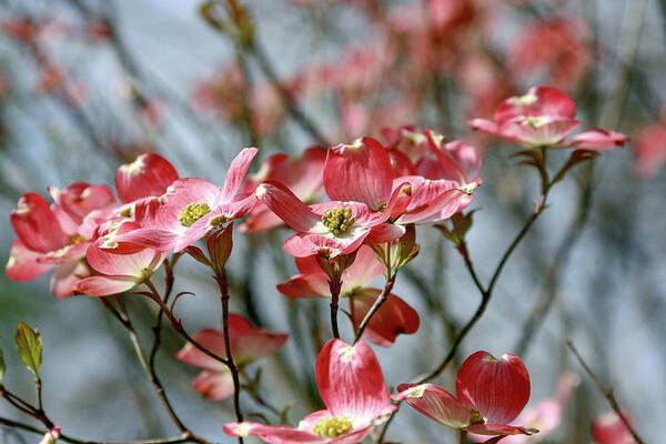 Nature Poster featuring the photograph Red Dogwood by Gina Fitzhugh