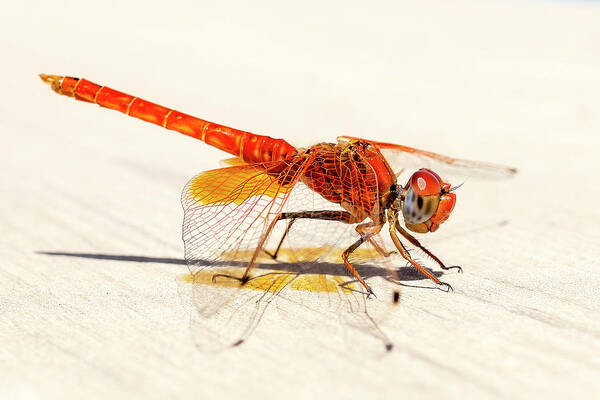 Dragonfly Poster featuring the photograph Red Dragonfly 04 by Weston Westmoreland