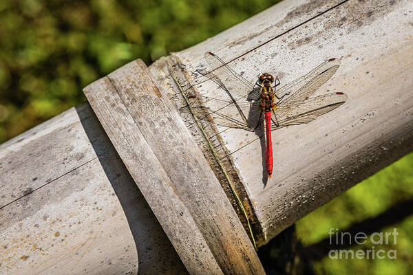 Dragonfly Poster featuring the photograph Red dragonfly by Lyl Dil Creations