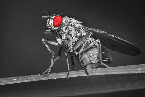 Fly Poster featuring the photograph Red-eyed Fly by Ally White