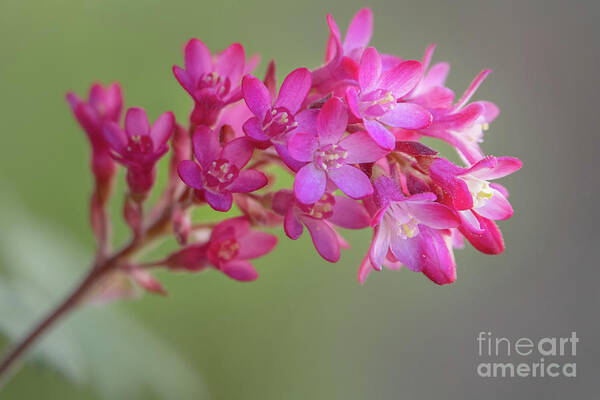 Gooseberry Poster featuring the photograph Red-flowering Currant in Spring Sunlight by Nancy Gleason
