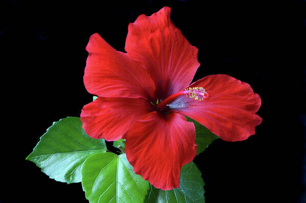 Hibiscus Poster featuring the photograph Red Hibiscus Portrait by Terence Davis