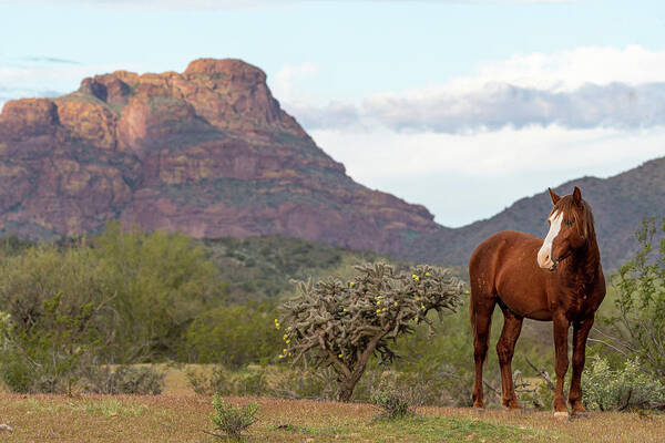 Wild Horses Poster featuring the photograph Red Horse, and Red Mountain by Mary Hone