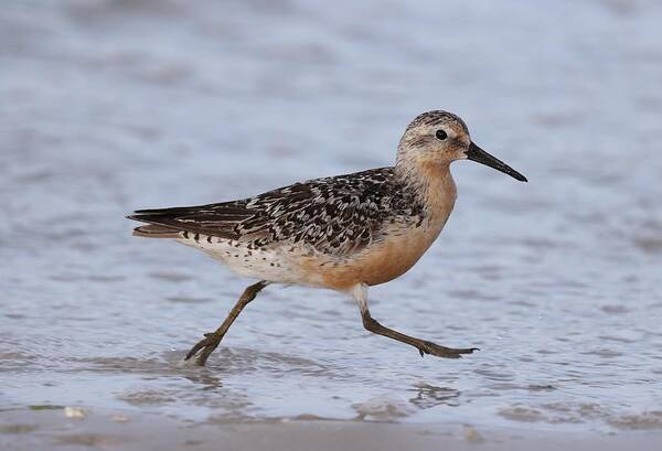 Red Knot Poster featuring the photograph Red Knot on the Run by Mingming Jiang