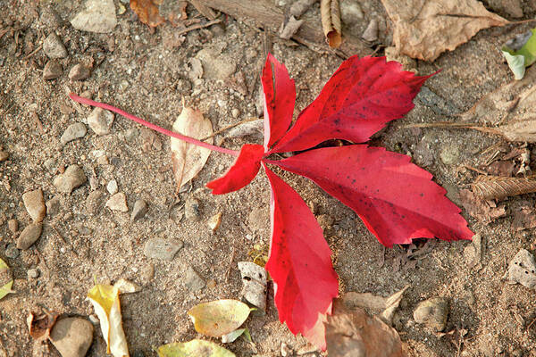 Fall Poster featuring the photograph Red Leaf by Rich S